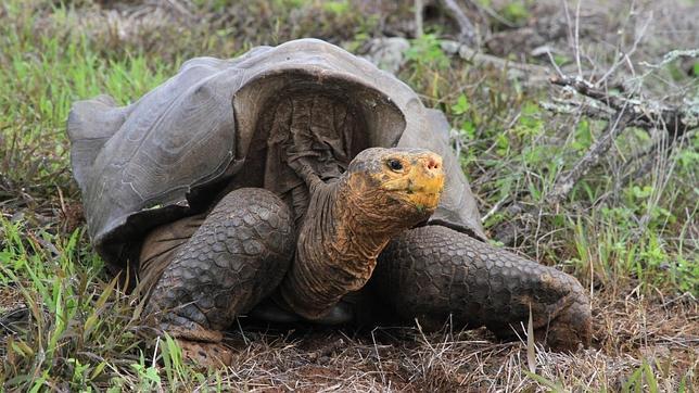 Las tortugas gigantes de la Española se recuperan