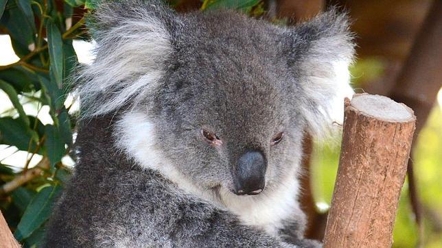 Prueban con éxito en los koalas una vacuna contra la clamidia