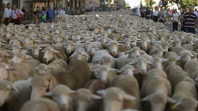El paso de las ovejas por el centro de Madrid en 2013