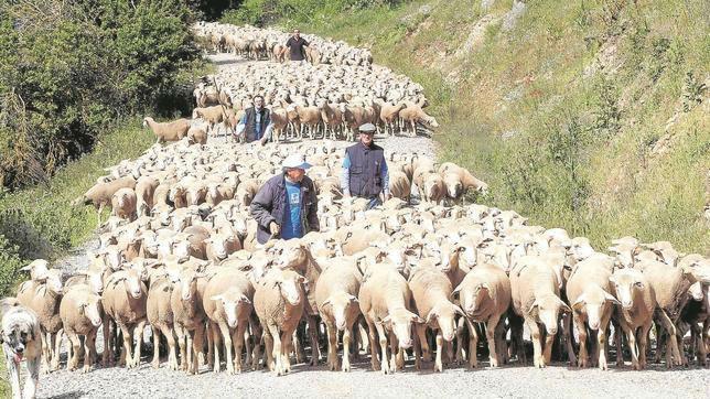 Asaja culpa a la Junta de la falta de vacunas por su «mala previsión»