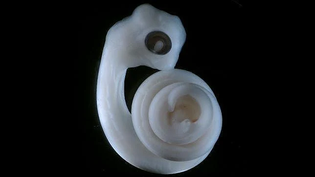 Embrión de una pitón de once días. Sus órganos genitales (en el centro de la espiral), están empezando a formarse