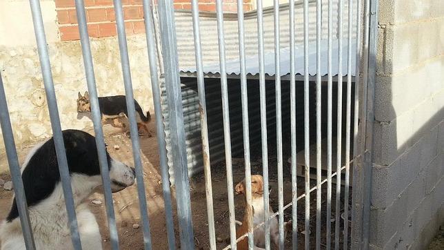 El PP teme un sacrificio masivo de animales en la perrera municipal