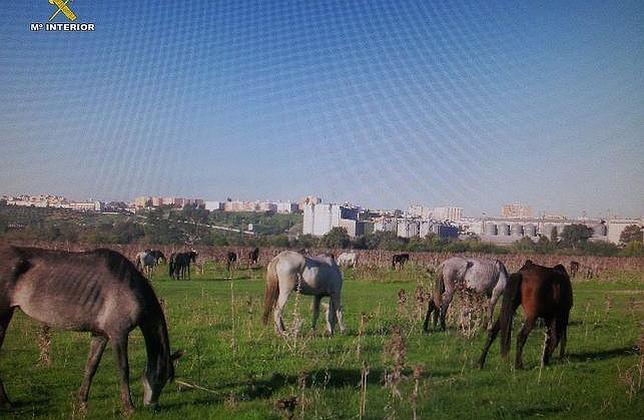 Mantenía una yeguada con 29 caballos que estaban muriéndose de hambre en Tablada