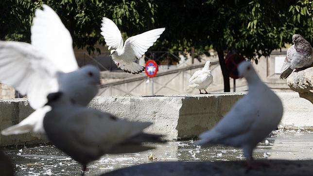 O Carballiño multará por dar de comer a las palomas