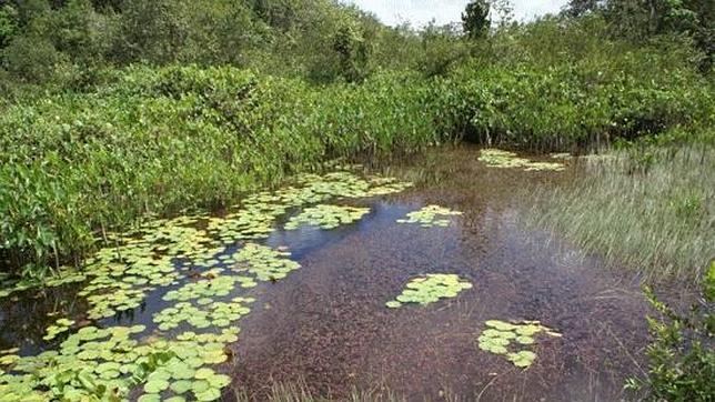 ¿Qué relación existe entre el cambio climático y las enfermedades emergentes?