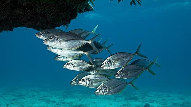 El acuario de Sevilla incorpora a su Oceanario bancos de jureles y bogas