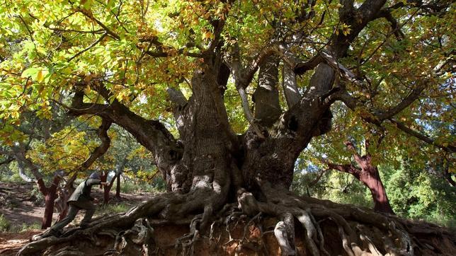 Sequía y hongos: la combinación letal para los bosques españoles