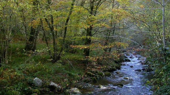 Paisaje del Muniellos en otoño