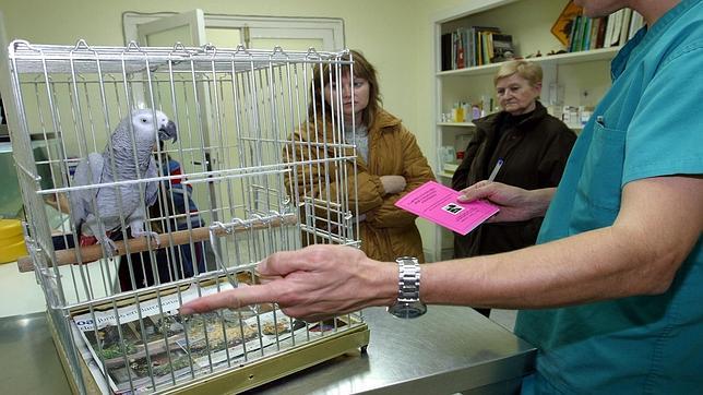 Veterinarios que traspasan la frontera de lo convencional