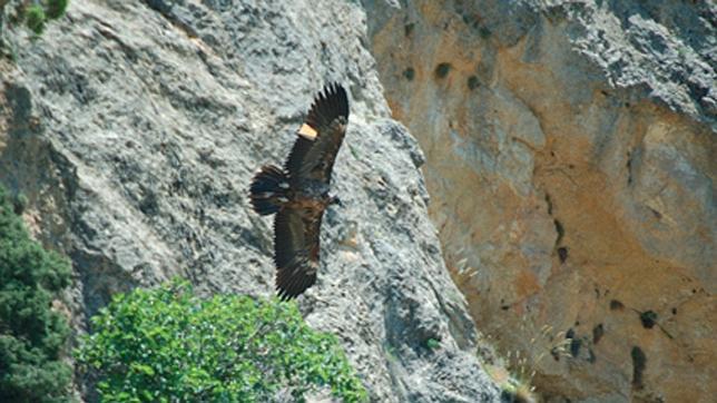 «El príncipe del aire» vuelve a anidar en Andalucía