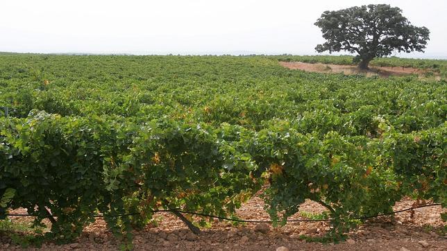 Imagen de una plantación de viñedos en la comarca valenciana de Utiel-Requena