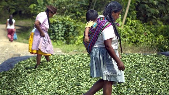 Argentina, Chile y Uruguay, los países de mayor consumo de cocaína de Latinoamérica