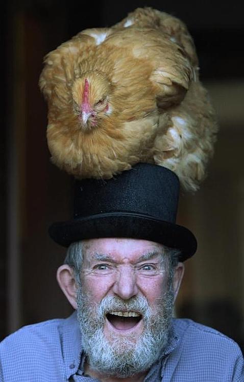 Gallinas contra ansiolíticos