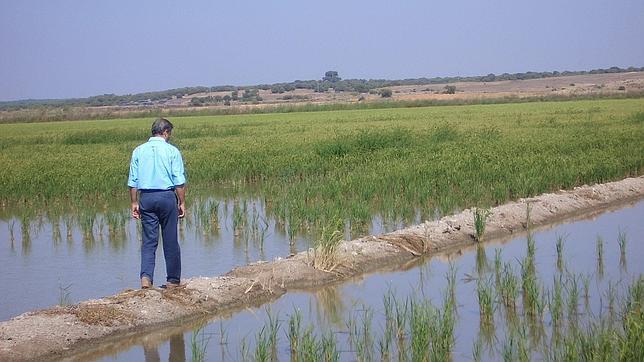 El Puerto de Sevilla también tiene cultivos de arroz