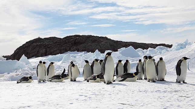Una colonia de pingüinos emperador en la Antártida