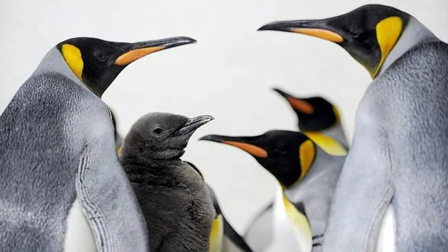 Los pingüinos rey y las focas del Norte conviven en la Isla Marión (océano Índico)