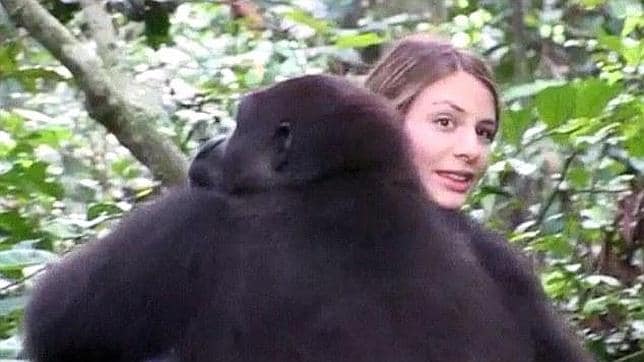 El emotivo momento en que una británica se reencuentra con los dos gorilas con los que compartió su infancia