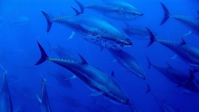 Las partes contratantes de la Comisión Internacional para la Conservación del Atún Atlántico (ICCAT) han acordado un aumento anual de los Totales Admisibles de Capturas (TAC) del 20% en tres años