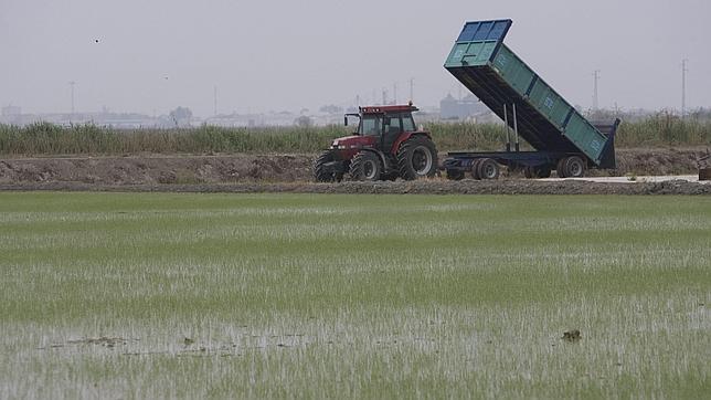 Un tractor trabaja en los arrozales de la marisma, donde tendrían que estar funcionando ya las canalizaciones