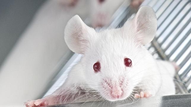 Un derivado de la vitamina B3 previene el cáncer de hígado en modelo animal