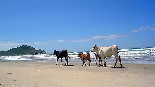 Solución: ¿Puedes resolver el problema de las vacas de Isaac Newton?