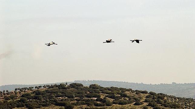 Grullas en la provincia de Córdoba