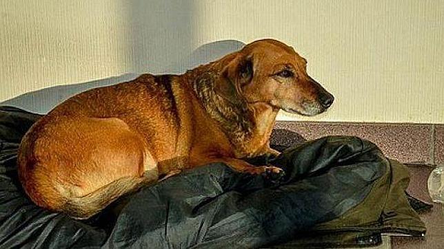Masha, la fiel perrita que lleva un año esperando a su dueño muerto en el hospital