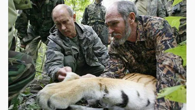Los tigres de Putin aterrorizan a los ganaderos chinos