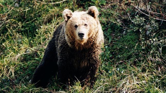 Fotografían por primera vez a osos pardos en la Zona de Exclusión de Chernóbil