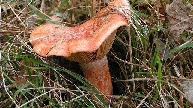 Los níscalos se encuentran mayoritariamente en pinares