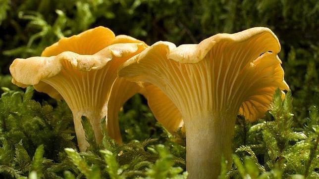 Galicia, tierra de setas