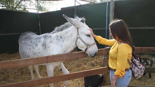 La magia del caballo atrae a los niños