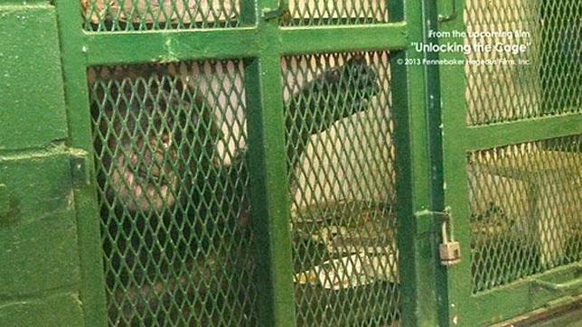 Un tribunal de EE.UU. niega la libertad a un chimpancé por no tener los mismos derechos que un humano