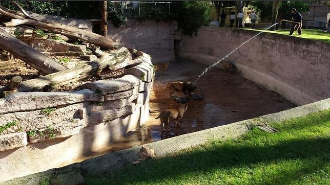 Justo, el hombre herido por los leones en Barcelona, está estable dentro de la gravedad