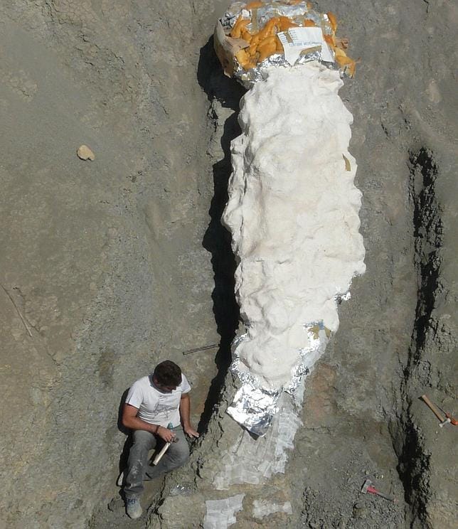 Preparación de la «momia» del cuello de dinosaurio en el yacimiento de Orcau-1 (Lérida)