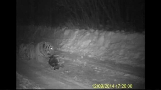 Sorprenden a uno de los tigres liberados por Putin comiéndose a un perro en China