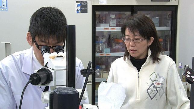 Masayo Takahashi, en el laboratorio