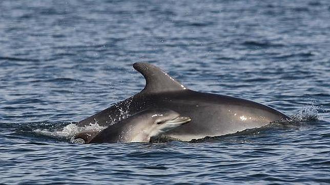 Los delfines de Baleares en peligro por culpa del turismo