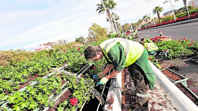 Más de 10.000 flores de Pascua visten a Valencia de Navidad