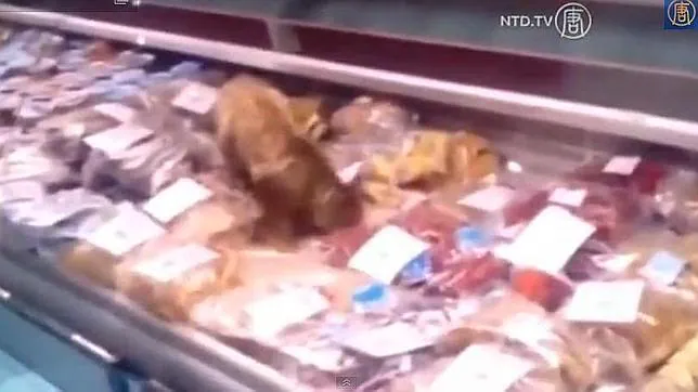 Graban a un gato dándose un festín de marisco valorado en 1.000$ en una tienda del aeropuerto de Vladivostok