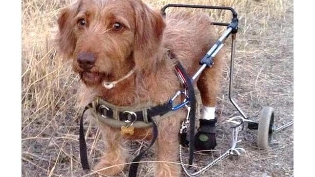 Dongo camina con una silla de ruedas desde hace dos años