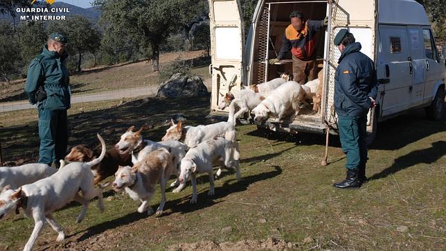 El plan de vigilancia de la Guardia Civil, clave para frenar el furtivismo