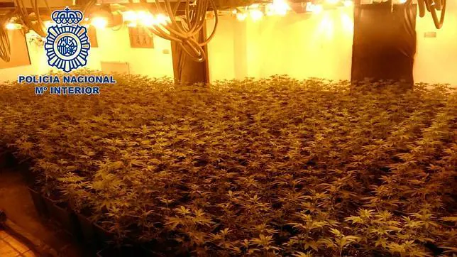 La Policía Nacional desmantela en Denia un invernadero con 1.299 plantas de marihuana