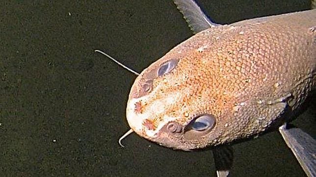 Hallan nuevas especies a una profundidad récord de más de 8.000 metros en la Fosa de las Marianas