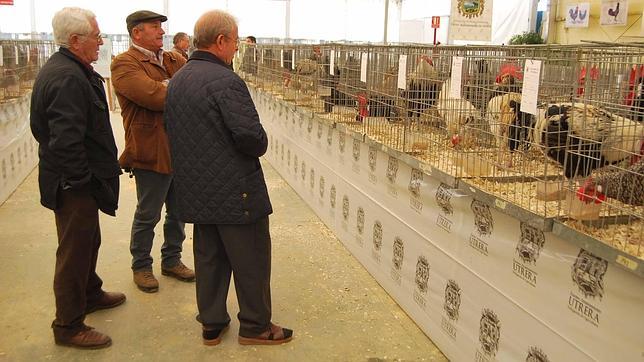 Más de 1.500 animales se exhiben en la Feria de la Gallina Utrerana