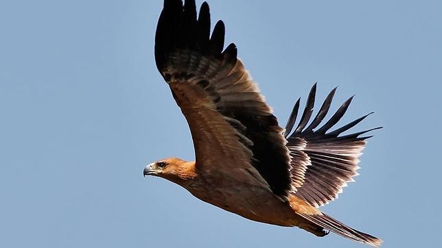 Águila imperial ibérica