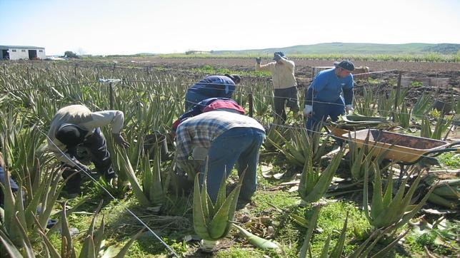 La fiebre del aloe vera