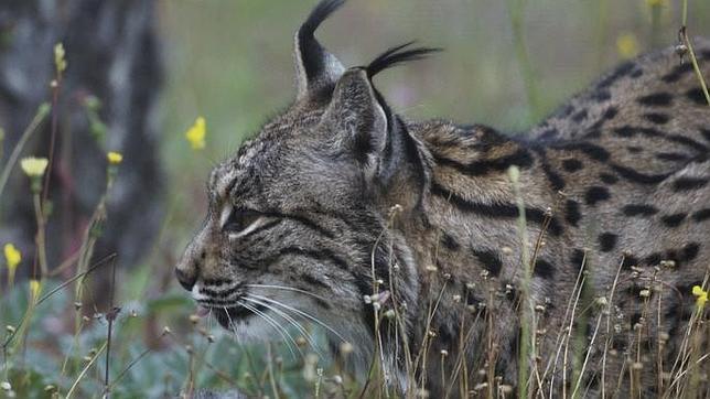 2014, un año negro para el lince ibérico