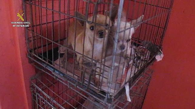 Varios de los perros encontrados en jaulas