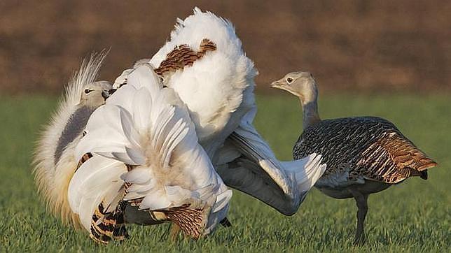 Un macho (el más vistoso) y una hembra de avutarda